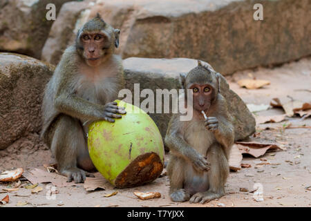Adult and baby long-tailed macaques sitting on ground at Angkor Wat temple in Cambodia with mother eating a coconut Stock Photo