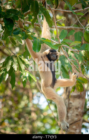 Female pileated gibbon in a tree in Cambodia Stock Photo