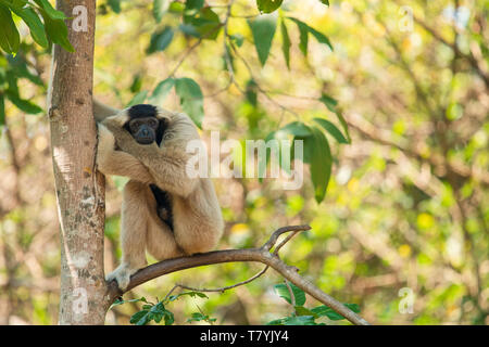 Female pileated gibbon in a tree in Cambodia Stock Photo