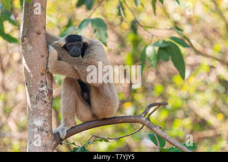 Female pileated gibbon (Hylobates pileatus) in a tree in Siem Reap, Cambodia Stock Photo