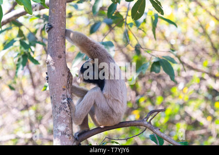 Female pileated gibbon in a tree in Cambodia Stock Photo