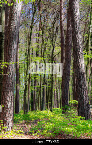 Trees of a beech forest during spring time Stock Photo