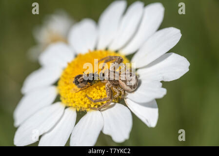 Crab Spider (Xysticus sp) with prey, a soldier-fly Stock Photo