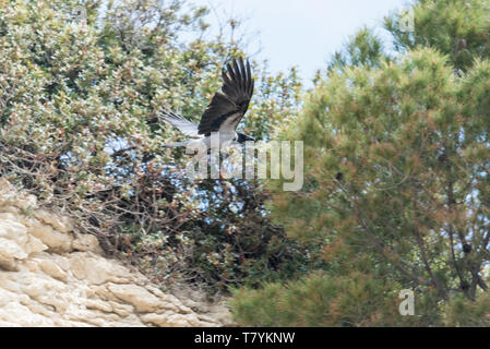 Flying Hooded Crow (Corvus corone cornix/ Corvus cornix) Stock Photo