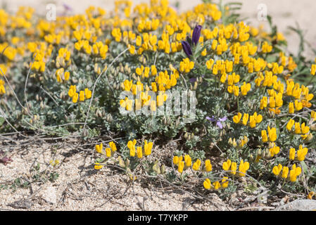Flowers of Grey Bird's-Foot-Trefoil (Lotus cytisoides) Stock Photo