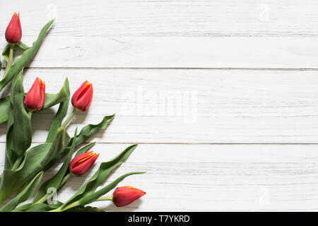 Spring border with one corner with bouquet of five red tulips on white wooden background Stock Photo