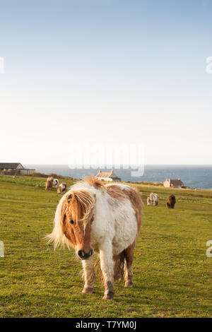 Shetland Pony photographed in Shetland Isles, North of Scotland, UK. Stock Photo