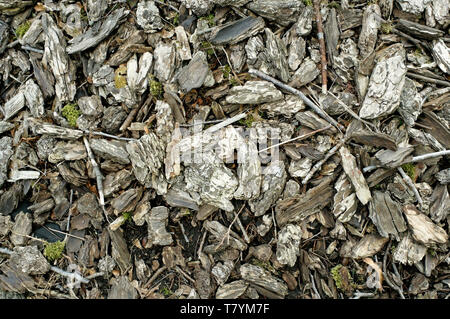 Closeup of wood chips lying on the ground background Stock Photo