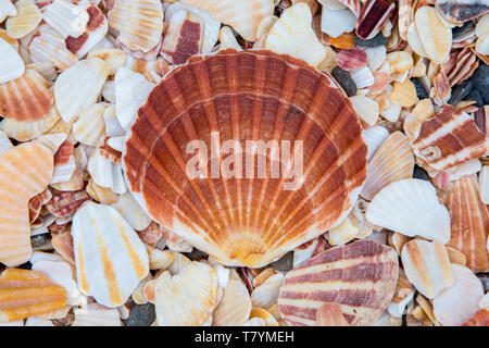 Scallop shell on a beach at Peel, Isle of Man Stock Photo