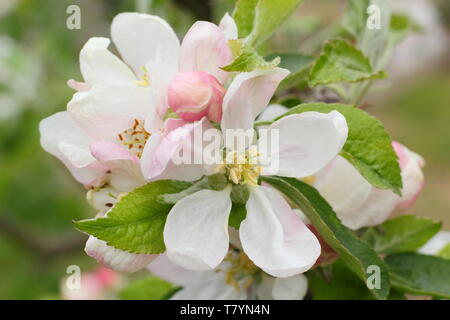 Apple blossom of Malus 'Egremont Russet'  in mid spring - UK Stock Photo