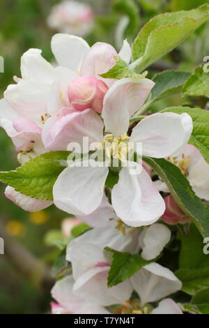 Apple blossom of Malus 'Egremont Russet'  in mid spring - UK Stock Photo