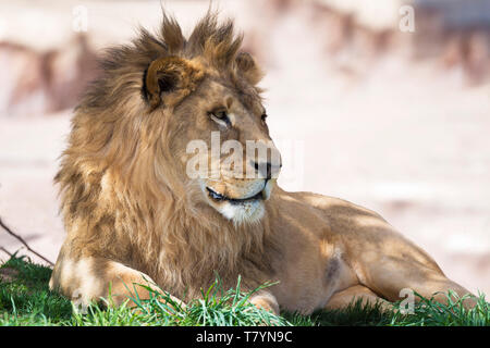 African male lion resting during midday heat in green grass Tanzania, Africa Stock Photo