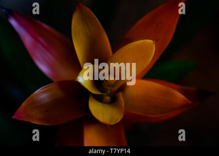 artistic tropical orange red guzmania flower on dark background with light Stock Photo