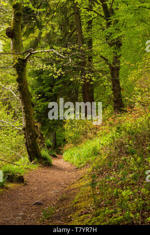 A leafy red gravel path through a bright green forest near Reekie Linn, Perthshire, Scotland Stock Photo