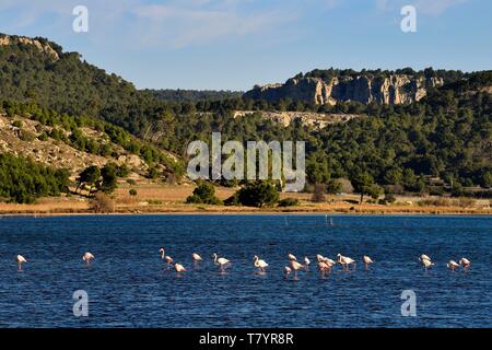 France, Aude, Narbonne, Corbieres, Gruissan, Flamingos (Phoenicopterus roseus) Stock Photo