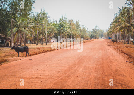 empty rural  road  through palm tree landscape with buffalo Stock Photo