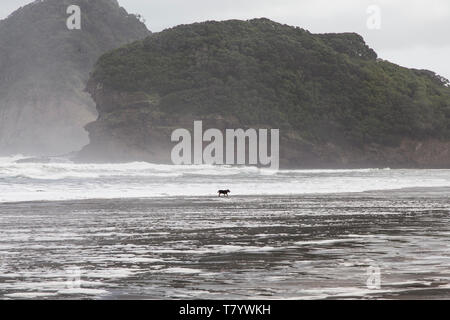 Bethells beach or Te Henga in Waitakere, West Auckland on a winters day with blue sky and white clouds. Low tide and relatively calm sea. Dog in surf. Stock Photo