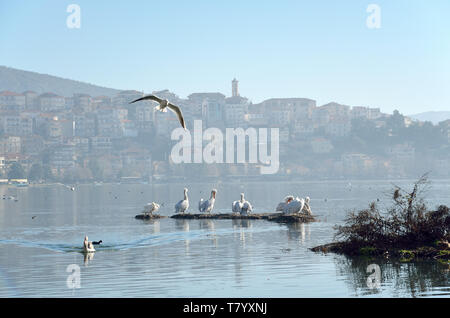 Pelicans and other birds in the lake with background town of Kastoria, Greece Stock Photo