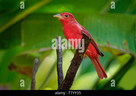 Summer Tanager  - Piranga rubra medium-sized American songbird. Formerly placed in the tanager family (Thraupidae), now classified in the cardinal fam Stock Photo