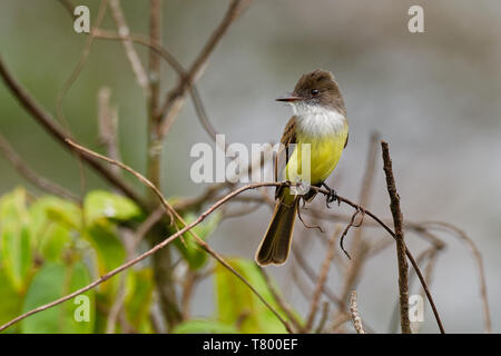 Dusky-capped Flycatcher - Myiarchus tuberculifer  passerine bird in the tyrant flycatcher family, breeds in forest and other woodland from southern Ar Stock Photo
