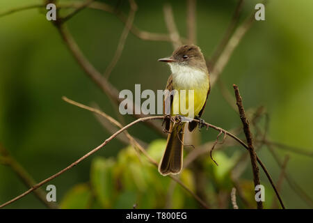 Dusky-capped Flycatcher - Myiarchus tuberculifer  passerine bird in the tyrant flycatcher family, breeds in forest and other woodland from southern Ar Stock Photo