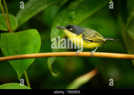 Common Tody-flycatcher - Todirostrum cinereum  very small passerine bird in the tyrant flycatcher family. It breeds from southern Mexico to northweste Stock Photo