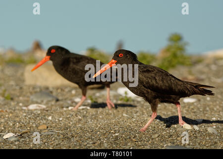 Haematopus unicolor - Variable oystercatcher - torea feeding and crying on the seaside in New Zealand. Stock Photo