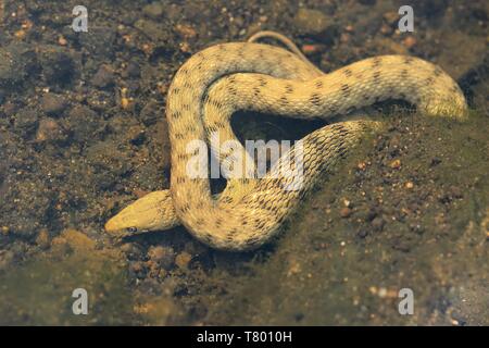Dice snake - Natrix tessellata hunting under the water Stock Photo