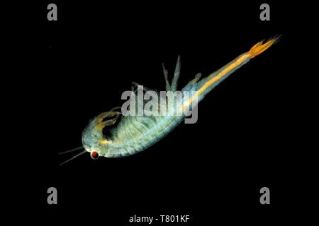 The male Fairy Shrimp (Branchipus schaefferi) captured close up with black background. A little beautiful white  crustacean swimming in the water. Stock Photo
