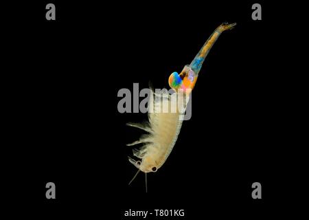 The female Fairy Shrimp (Branchipus schaefferi) captured close up with black background. A little beautiful white  crustacean swimming in the water. Stock Photo