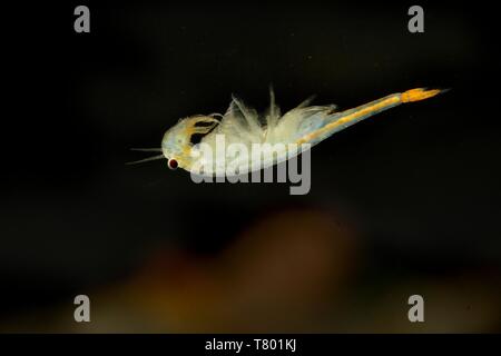 The Fairy Shrimp (Branchipus schaefferi) captured close up with black and brown background. A little beautiful white crustacean swimming upside-down i Stock Photo