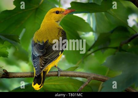 Eurasian Golden Oriole (Oriolus oriolus - male) sitting near the nest with the young bird. Stock Photo