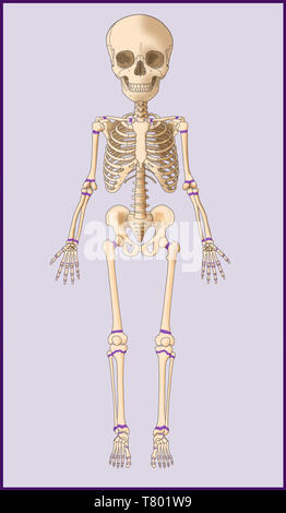 Child's Skeleton, Growth Plates, Illustration Stock Photo