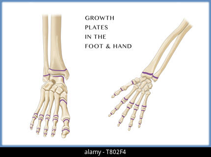 Foot Growth Plates, Illustration Stock Photo Alamy