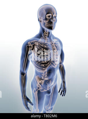 Man with Visible Skeleton, Illustration Stock Photo