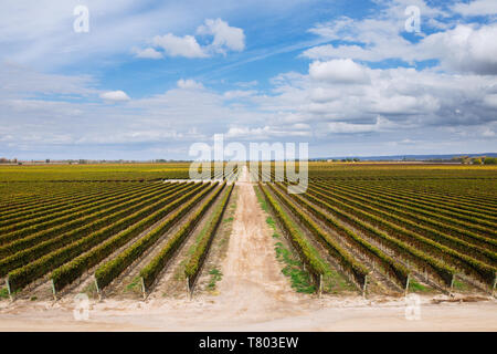 Bodega Septima vineyard view from the terrace, Agrelo, Lujan de Cuyo, Mendoza, Argentina