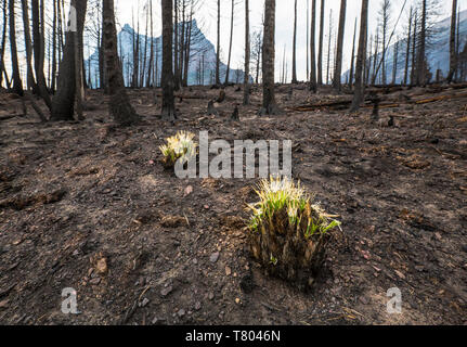 Forest Fire Aftermath Stock Photo