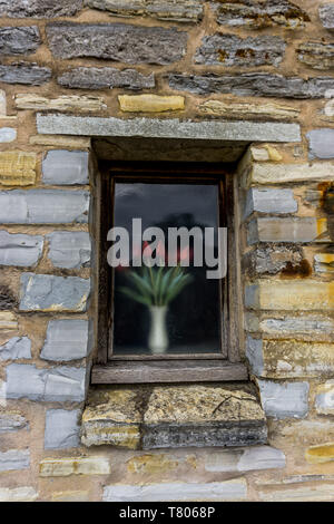 Red tulips in a  window behind frosted glass. Stock Photo