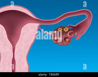 Uterine Lining and Follicles, Menstruation, Illustration Stock Photo ...