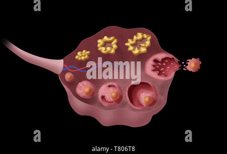 Ovarian Follicles, Illustration Stock Photo