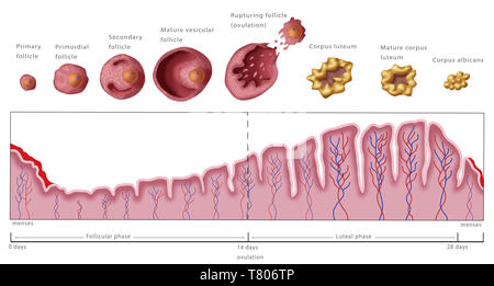 Uterine Lining, Menstruation, Illustration Stock Photo - Alamy