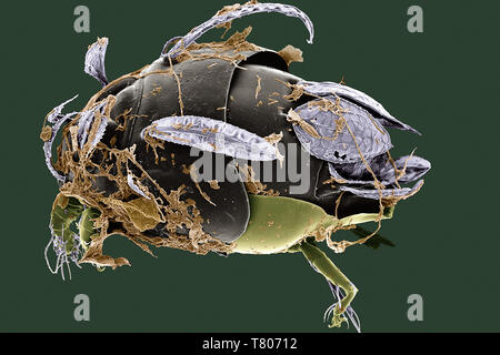 Sailing Mite Stock Photo