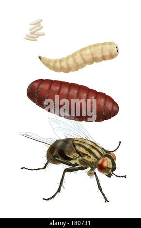 stages of a house fly