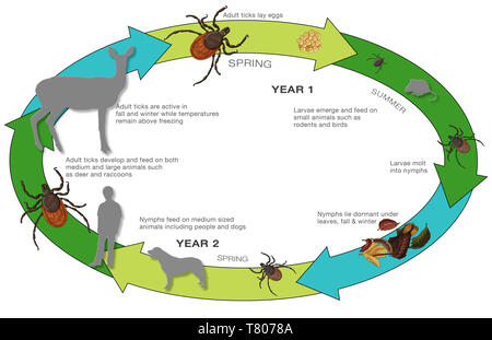 Black-legged Tick - Ixodes scapularis Stock Photo - Alamy