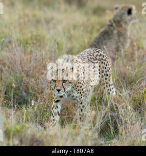 A female cheetah in the background with one of her cubs walking towards, open scrubland, square format, Ol Pejeta Conservancy, Laikipia, Kenya, Africa Stock Photo
