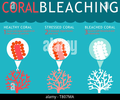Coral Reef Bleaching Infographic Stock Photo