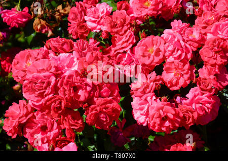 Beautiful bush of fuchsia roses taken close up on a sunny day. There are over three hundred species and thousands cultivars of roses. The beautiful flower is used as a gift, often as a symbol of love. Stock Photo