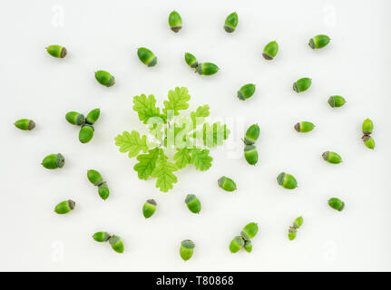 Young green oak leaves and acorns on white background. Summer forest flat lay. Stock Photo