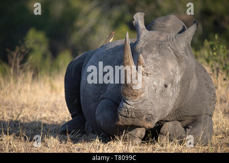 Rhinoceros (Ceratotherium simum) in savanna, Kruger National Park, South-Africa, Africa Stock Photo