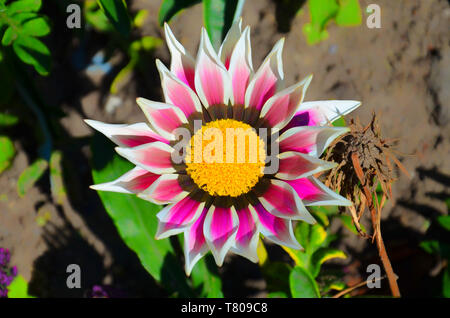 Beautiful detail of pink and white Gazania Big Kiss White Flame taken from above. Gazania linearis is a species of flowering plant in the daisy family known by the common name treasure flower. Stock Photo